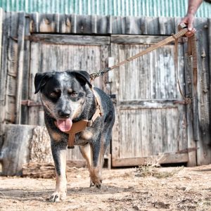 Carhartt Shock Absorbing Dog Leash