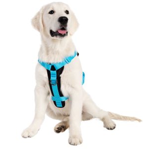 Pet Krewe Sesame Street Chalkboard Essentials Pet Harness