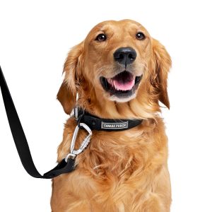 Canada Pooch Waterproof Dog Collar