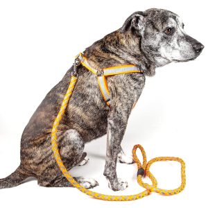 Pet Life Reflective Stitched Easy Tension Adjustable 2-in-1 Dog Leash and Harness