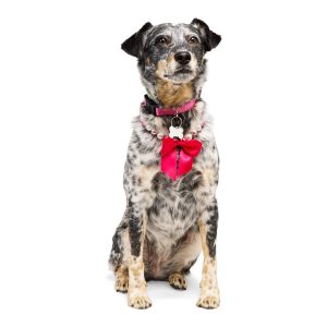 Petco Beaded Pearl Necklace for Dogs