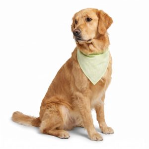 Petco Glow in the Dark Pet Bandana