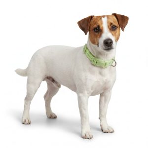 Petco Glow in the Dark Dog Collar