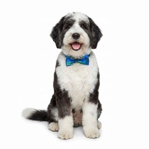 Petco Pet Bowtie Accessory