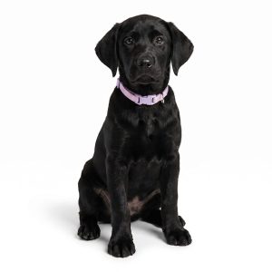 Petco Lavender Printed Dog Collar Set