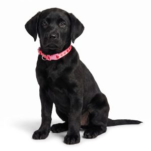 Petco Pink Printed Dog Collar Set