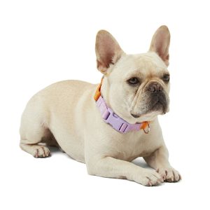 Petco Martingale Webbing Training Dog Collar