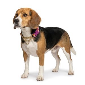 Petco Martingale Training Chain Dog Collar