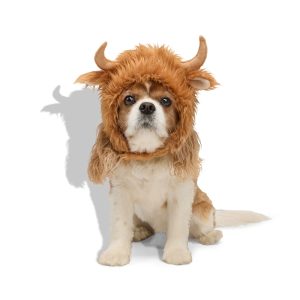 Petco Highland Cow Pet Costume Headpiece