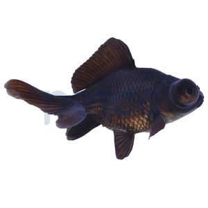 Black Moor Goldfish 2-3"