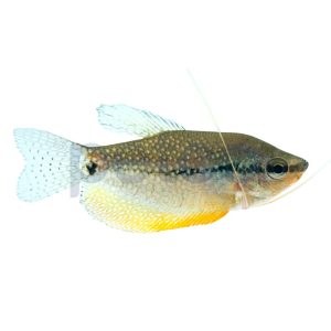 Pearl Gourami