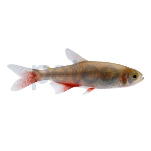 Bloodfin Tetra