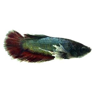 Elephant Ear Halfmoon Plakat Betta