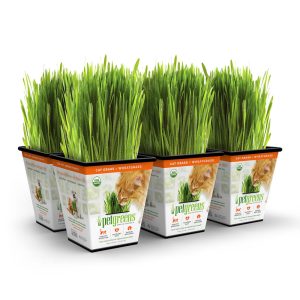Pet Greens Cat Grass Original Wheatgrass