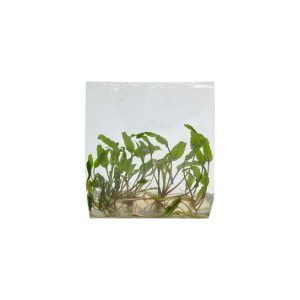 Barclaya longifolia - Tissue Culture Aquarium Plant