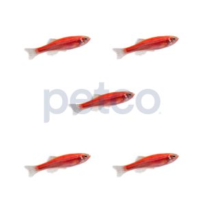 Starfire Red Danio - 5 Pack