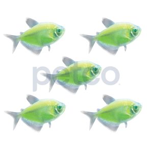 Electric Green Tetra - 5 Pack