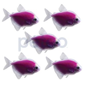 Galactic Purple Tetra - 5 Pack