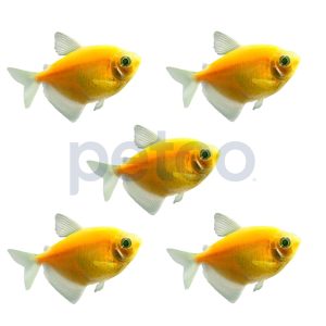 Sunburst Orange Tetra - 5 Pack