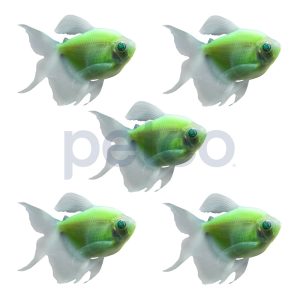 Electric Green Longfin Tetra - 5 Pack