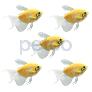 Sunburst Orange Longfin Tetra - 5 Pack