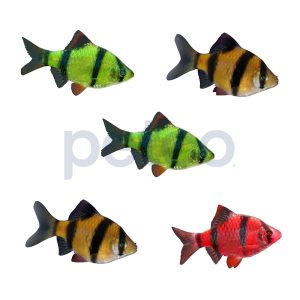 Assorted GloFish Tiger Barb - 5 Pack