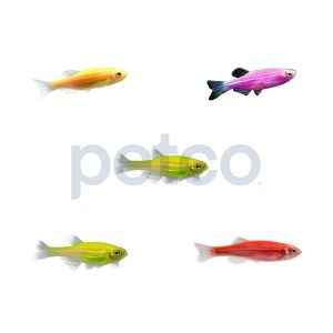 Assorted GloFish Danio 5-Pack