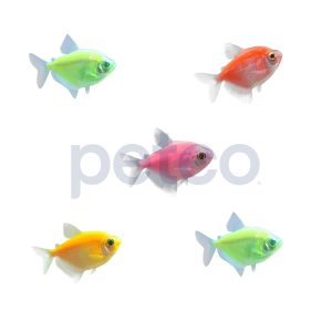 Assorted GloFish Tetra - 5 Pack