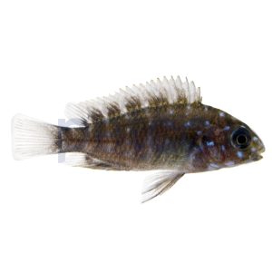 Duboisi Cichlid