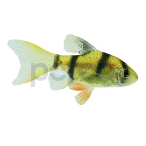 Longfin Tiger Barb