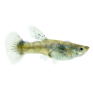 Female Elephant Ear Guppy