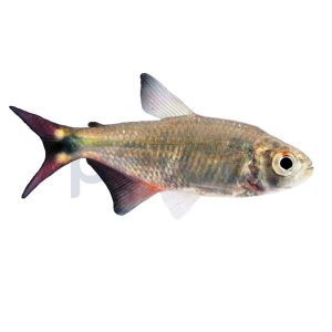 Buenos Aires Tetra