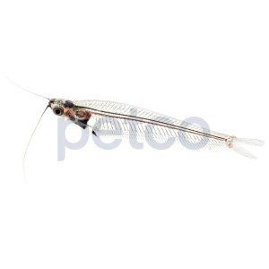 Ghost Glass Catfish