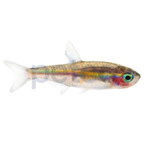Green Neon Tetra