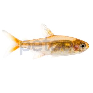Ember Tetra