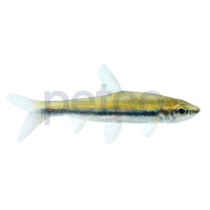 Golden Pencilfish