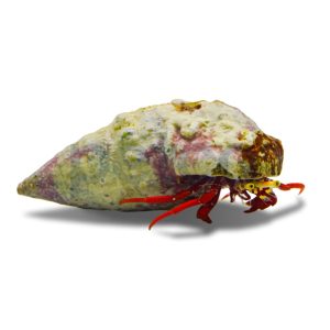 Scarlet Hermit Crab