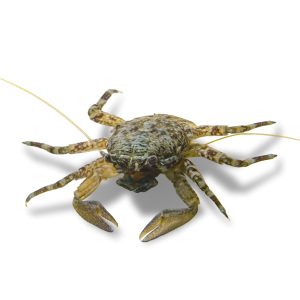 Porcelain Crab
