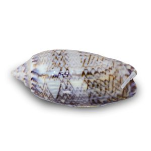 Olive Sandsifting Periscope Snail