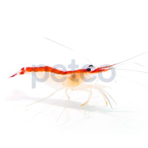 Skunk Cleaner Shrimp