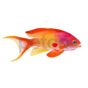 Male Red Yellow Breasted Lyretail Anthias