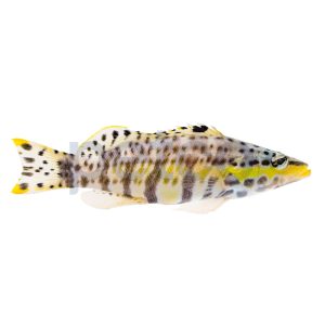 Harlequin Basslet