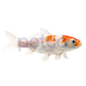 Ginrin Koi