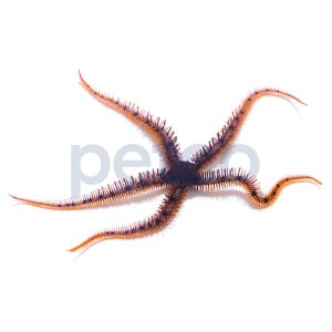 Red Brittle Star