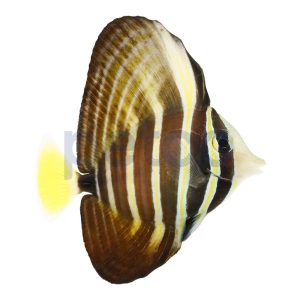 Sailfin Tang