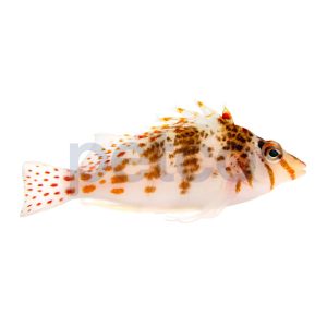 Falco Hawkfish