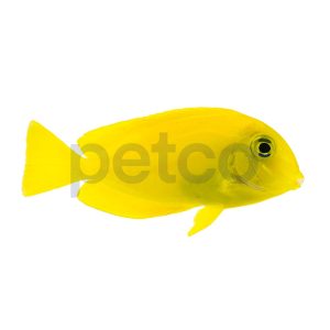 Juvenile Orange Shoulder Tang