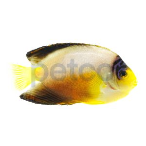 Multicolor Angelfish