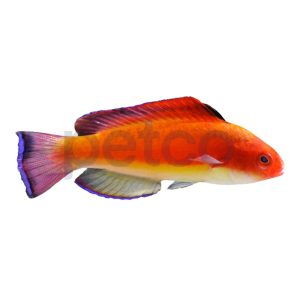 Hooded Flame Fairy Wrasse