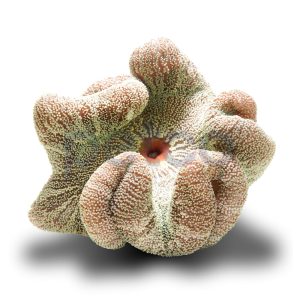 Green Carpet Anemone